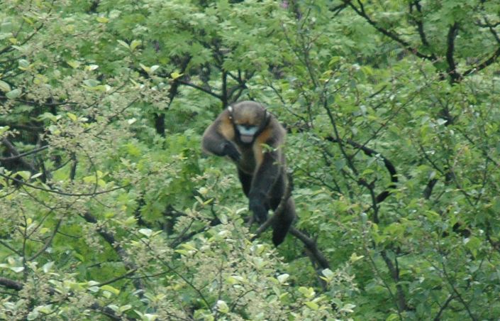 每只黔猴都需要一包“去污粉”