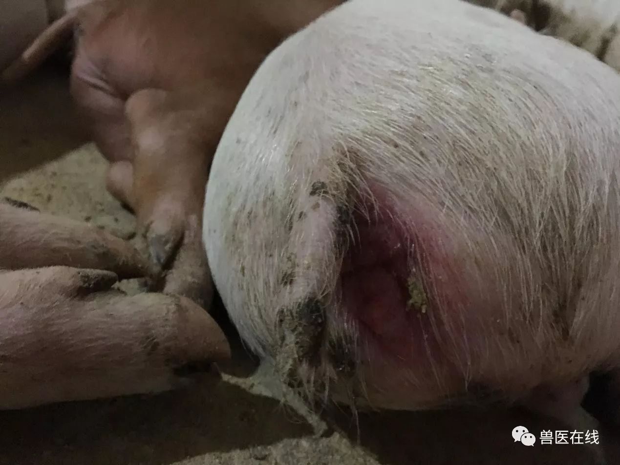 蓝耳病的最佳控制方案,蓝耳病感染的主要方式有哪些