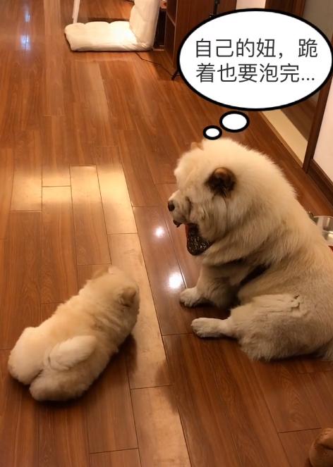 被大狗咬的小松狮,小松狮被一群狗撕咬