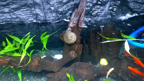 巨头蛋龟饲养环境造景,养龟养鱼生态缸