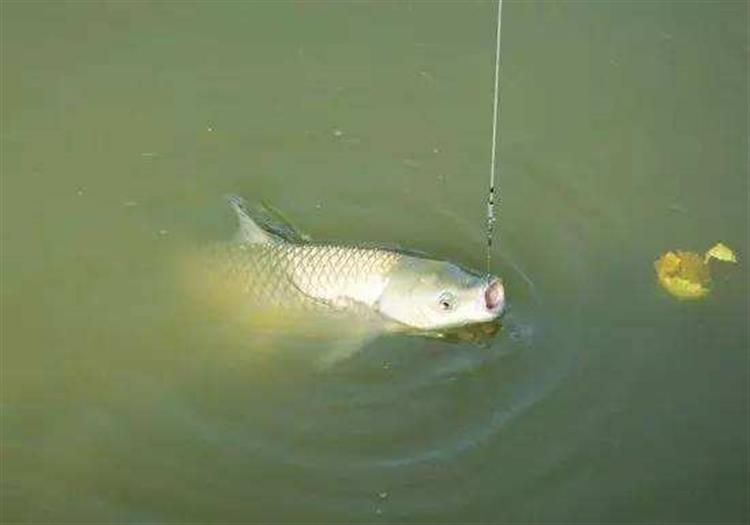 奇葩饵料,奇葩钓鱼饵料