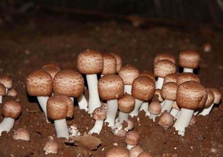 大棚致富新模式,一年创收3万元的农业项目