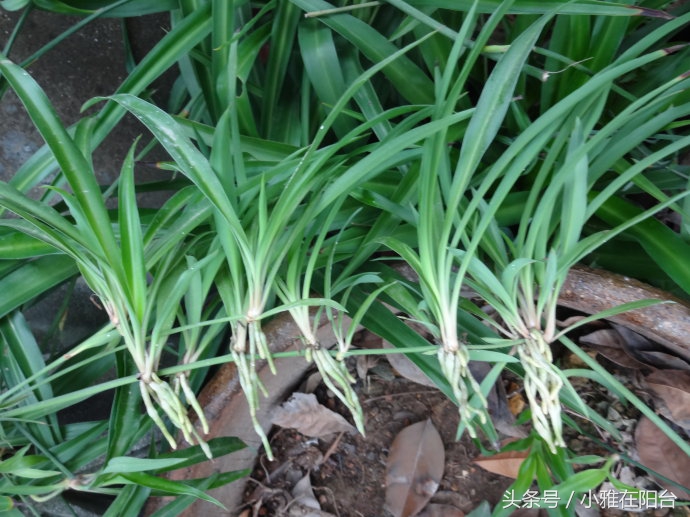 油画吊兰水培长根后怎么换土培,水培金边吊兰长根后转土培的方法