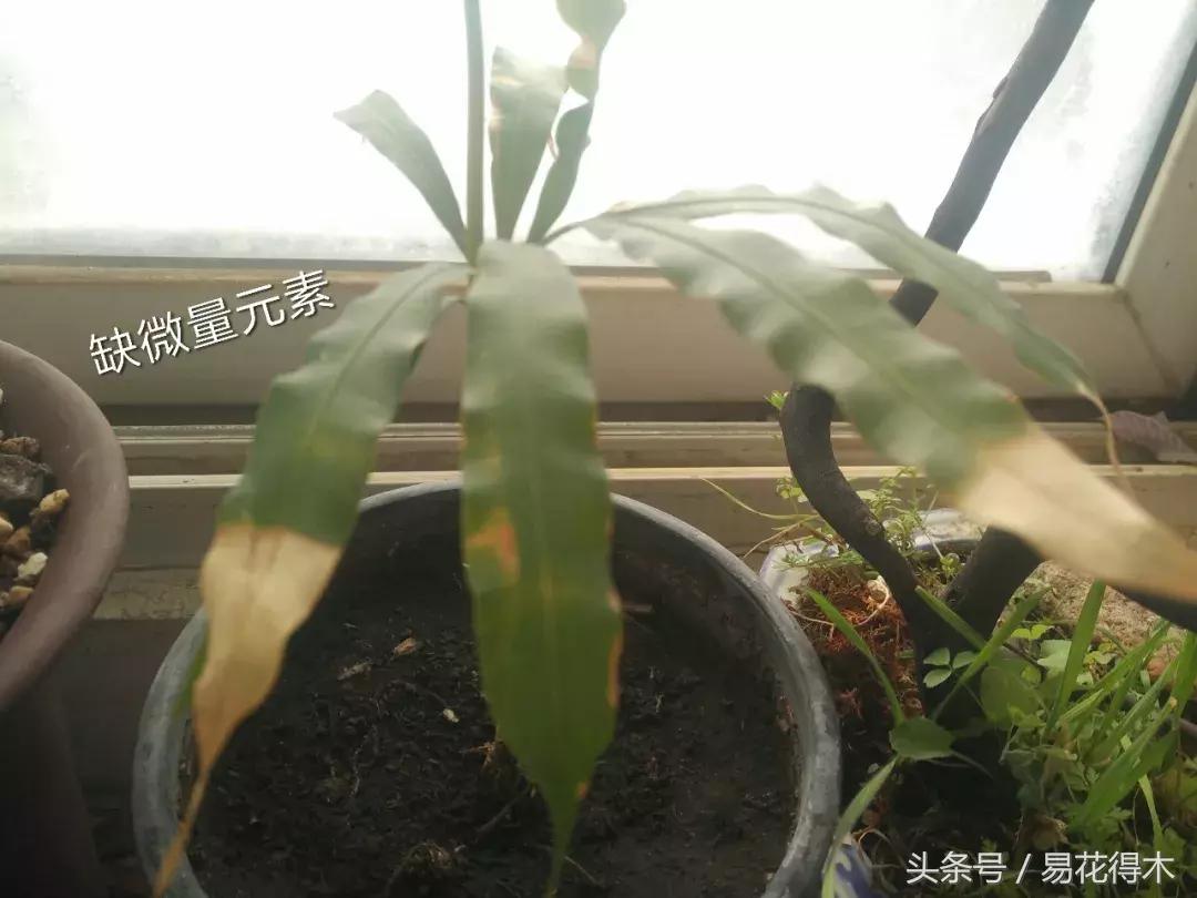 花卉黄叶怎么处理最简单的方法,让花卉快速生长不黄叶的小方法