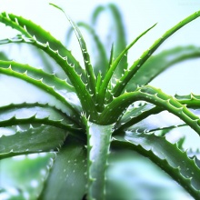 新装修的房子摆什么植物去甲醛,甲醛克星第一名植物