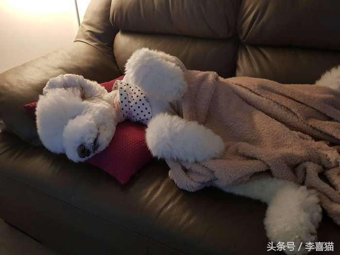 贵宾抱抱熊,抱抱熊特大深红色