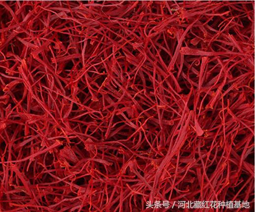 购买新疆藏红花种子,藏红花要到哪里买