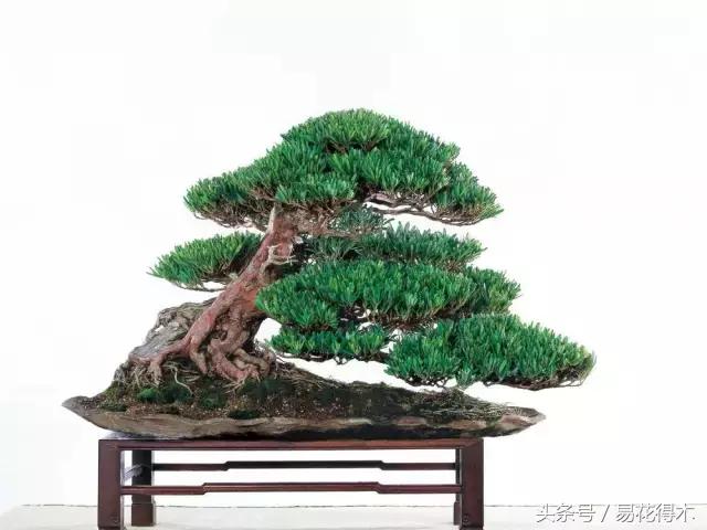 花卉黄叶怎么处理最简单的方法,让花卉快速生长不黄叶的小方法