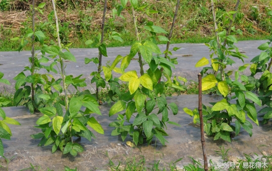 花卉黄叶怎么处理最简单的方法,让花卉快速生长不黄叶的小方法