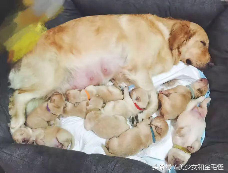 狗妈妈在生产后需要注意哪些,狗第一次分娩前兆