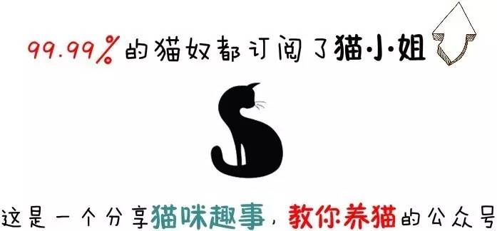 沉浸式养猫体验,养猫是一种什么体验
