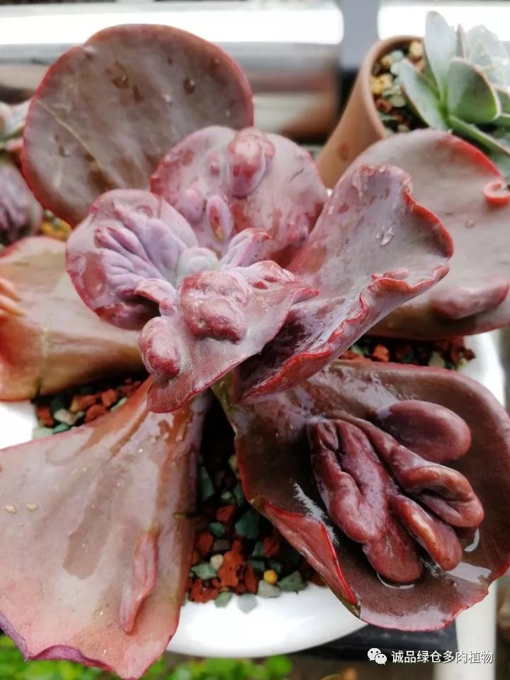 秀肉肉｜在景天的道路是越走越变态