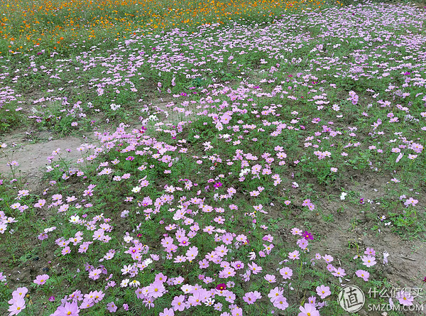 htcone和a9,htconea9和a9w