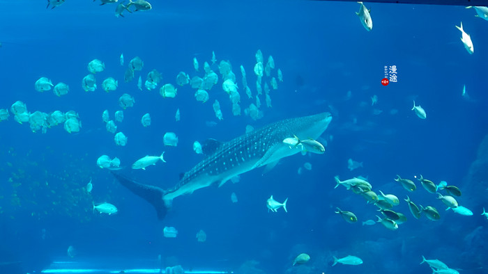 新年广州珠海长隆游记,广州珠海长隆澳门自由行攻略