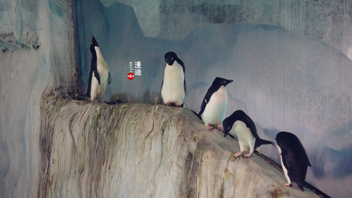 新年广州珠海长隆游记,广州珠海长隆澳门自由行攻略