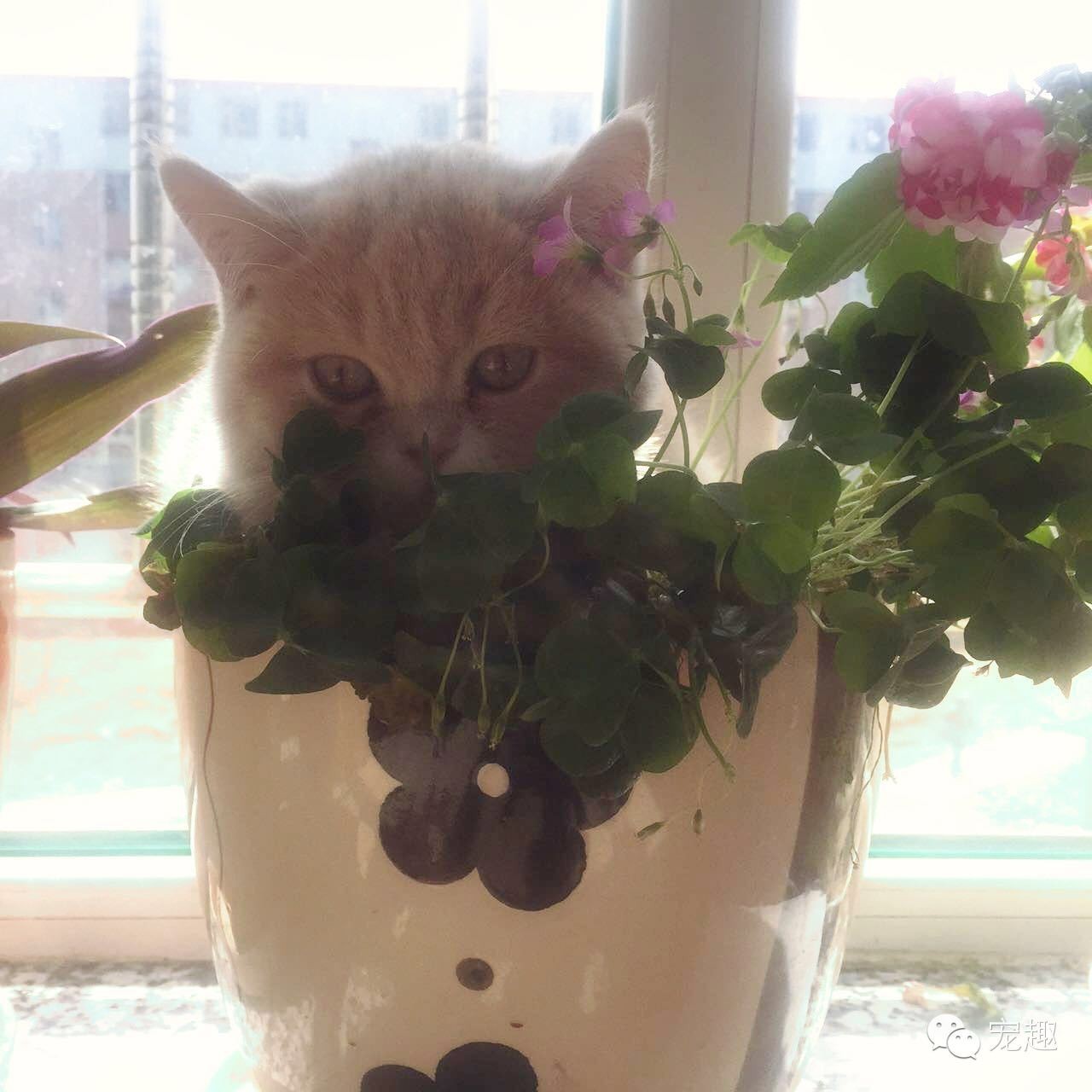 怎么解决猫咪眼睛流脓问题,猫咪经常流泪有眼屎怎么回事