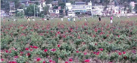 云南玫瑰基地攻略,伟大的五一