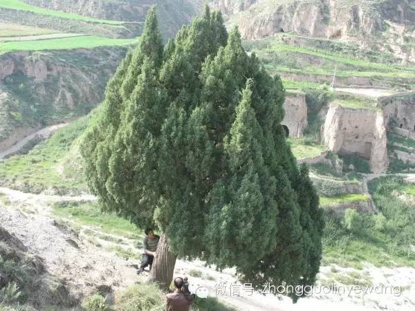 古树名木摄影作品欣赏,美丽中国评选大赛