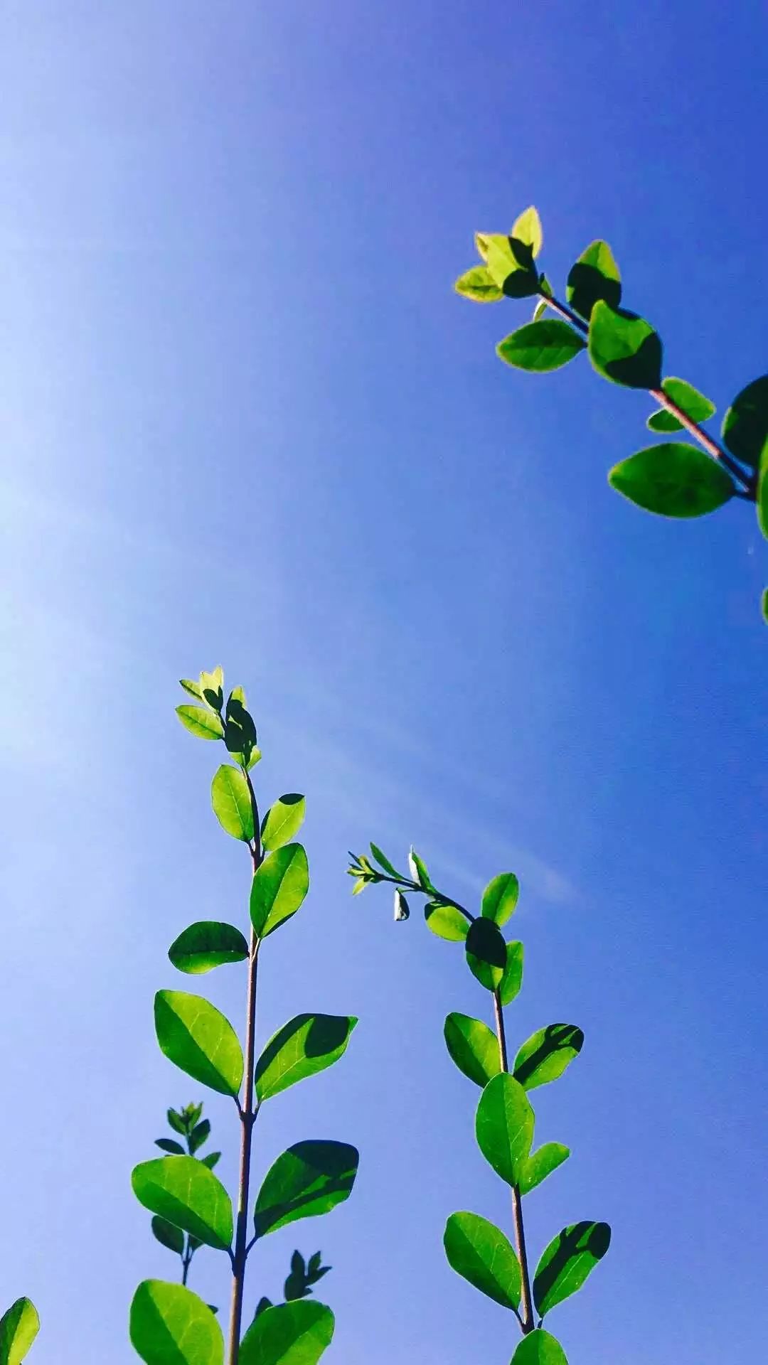 选一款吧！从此攀大就掌握在你手里了！