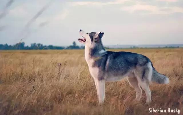 西伯利亚雪橇犬哈士奇白牙,西伯利亚雪橇犬哈士奇解说视频