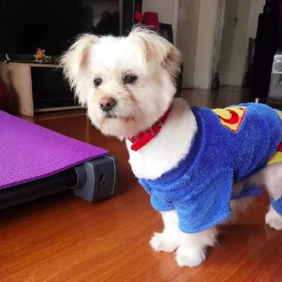 2021年上海领养狗狗,上海领养小动物的地方