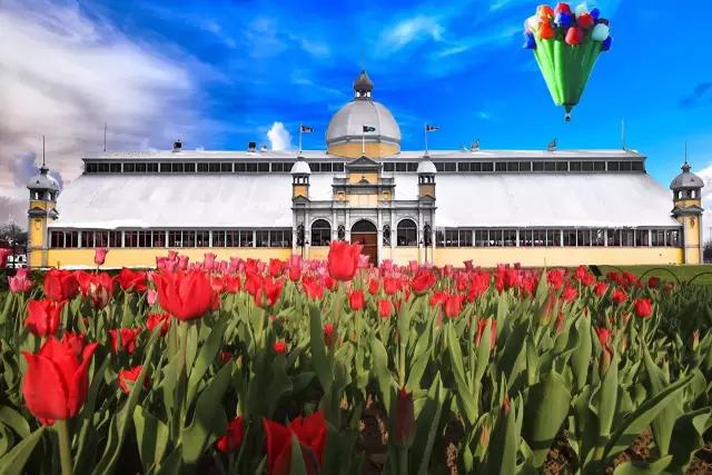 郁金香花节,全世界最大的郁金香