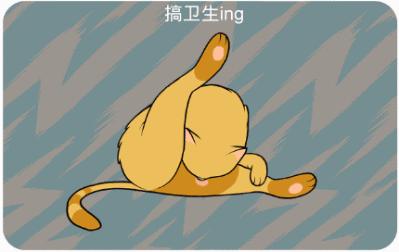 新手养猫指南铲屎官必看,铲屎官最容易忽略的五点养猫常识