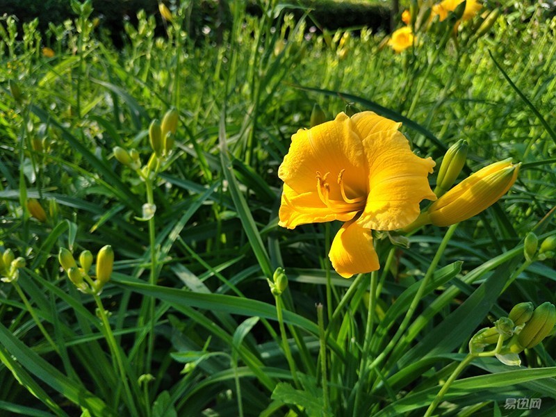 nubiaz11和z11mini,nubiaz11minis详细参数