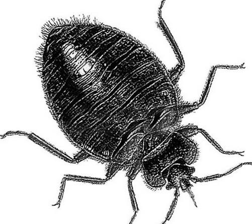 鍒铏墮瀹充簡瀛╁瓙,鍒铏瓙姣佹帀瀛╁瓙