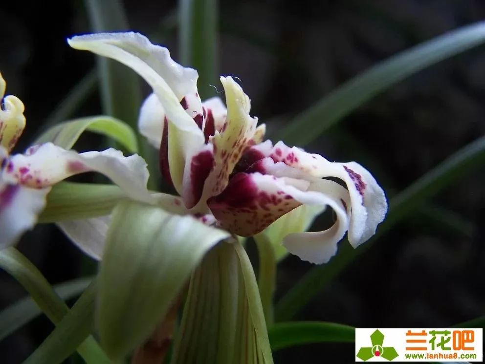 春兰四喜多少钱一盆,春兰四喜蝶优缺点