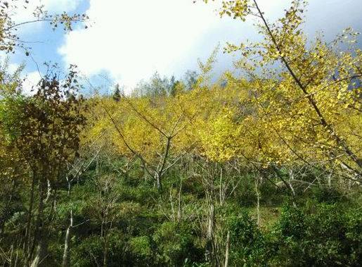 姹変腑鍧愰珮閾佺帺鐨勫ソ鍘诲,鍘绘眽涓帺濂借繕鏄幓骞垮厓鐜╁ソ