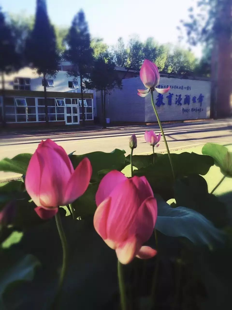 写同学活动的习作片段,小学三年级写集体活动的作文