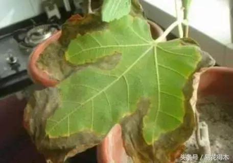 花卉黄叶怎么处理最简单的方法,让花卉快速生长不黄叶的小方法