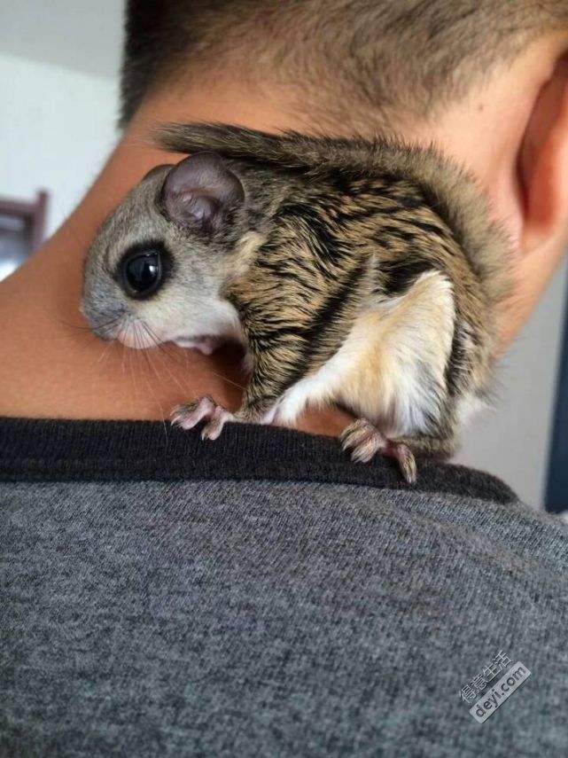 你适合养什么宠物图片大全,你适合养什么小宠物程序