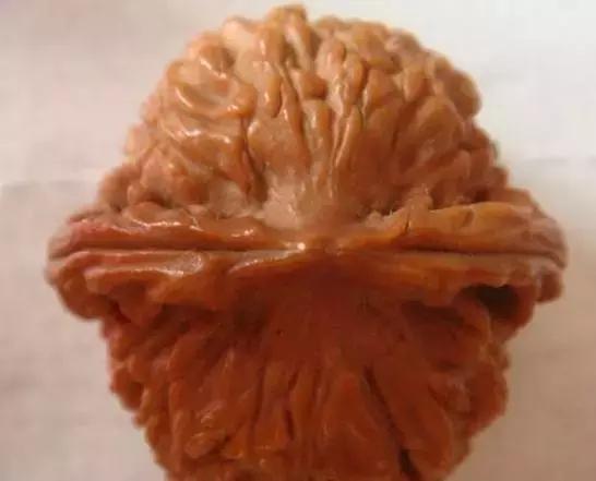 文玩核桃品种图鉴大全前十名,文玩核桃手串品种大全