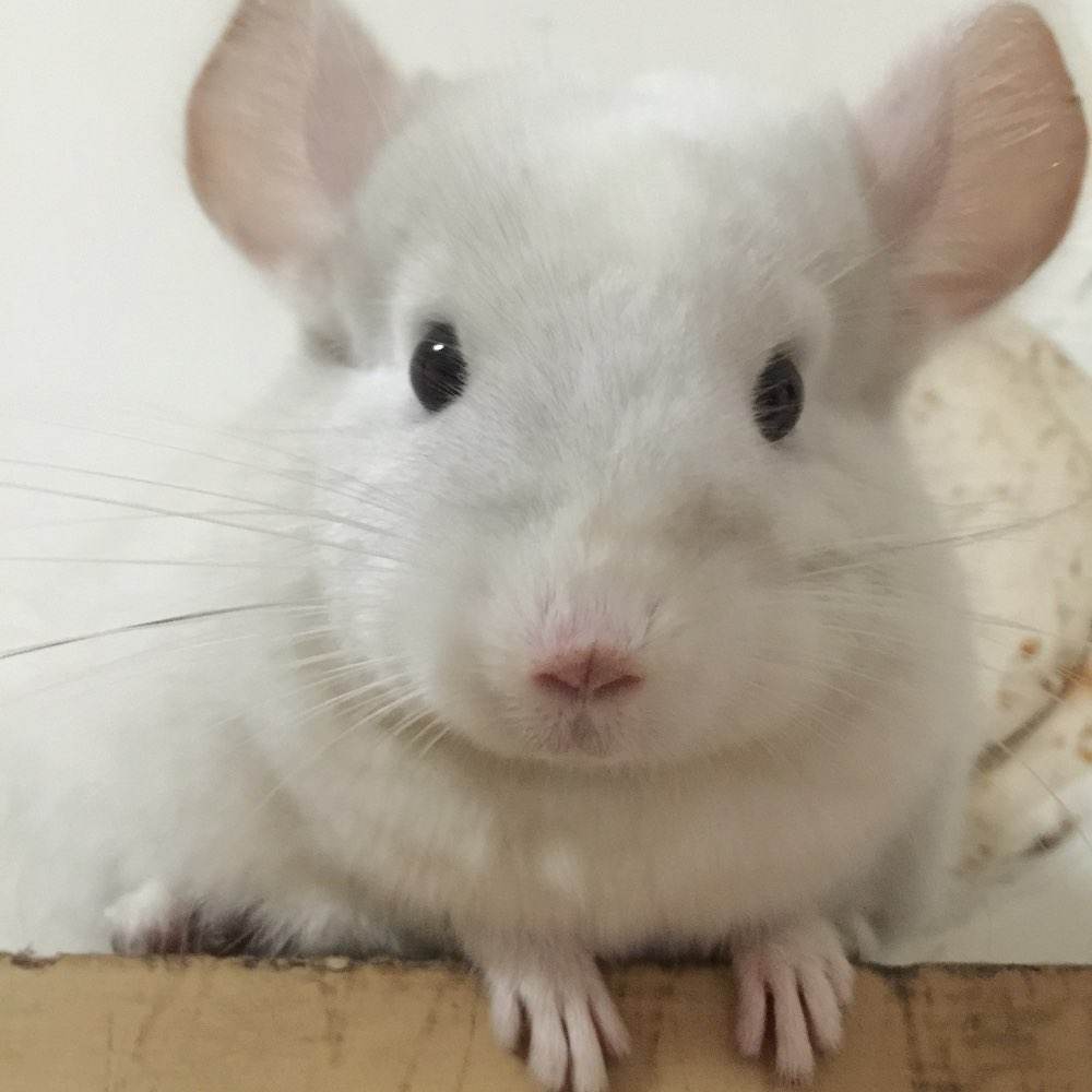 你适合养什么宠物图片大全,你适合养什么小宠物程序