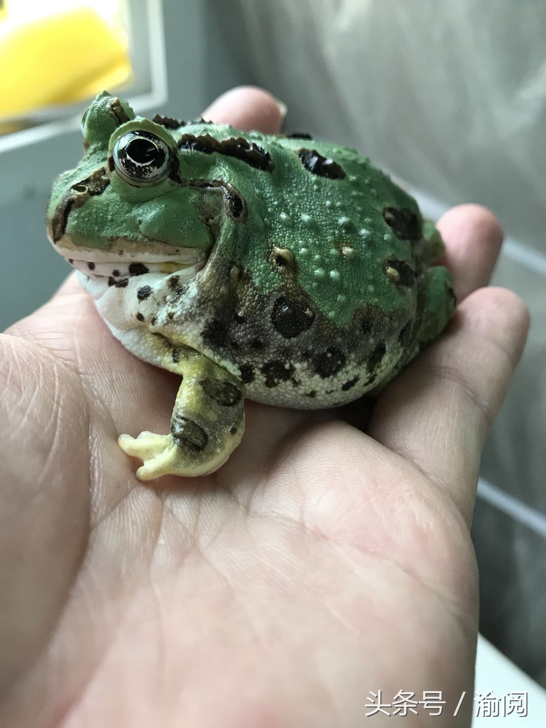 策划｜重庆崽儿养宠物蛙十年花近百万