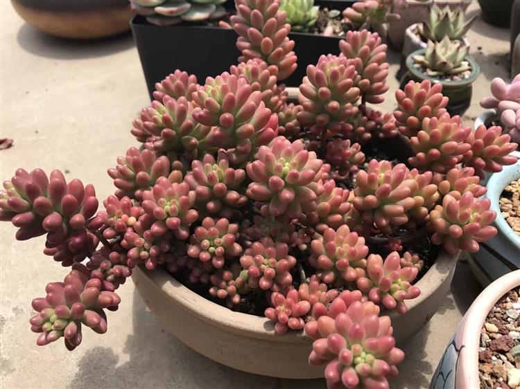 天台上露养多肉,多肉天台露养视频