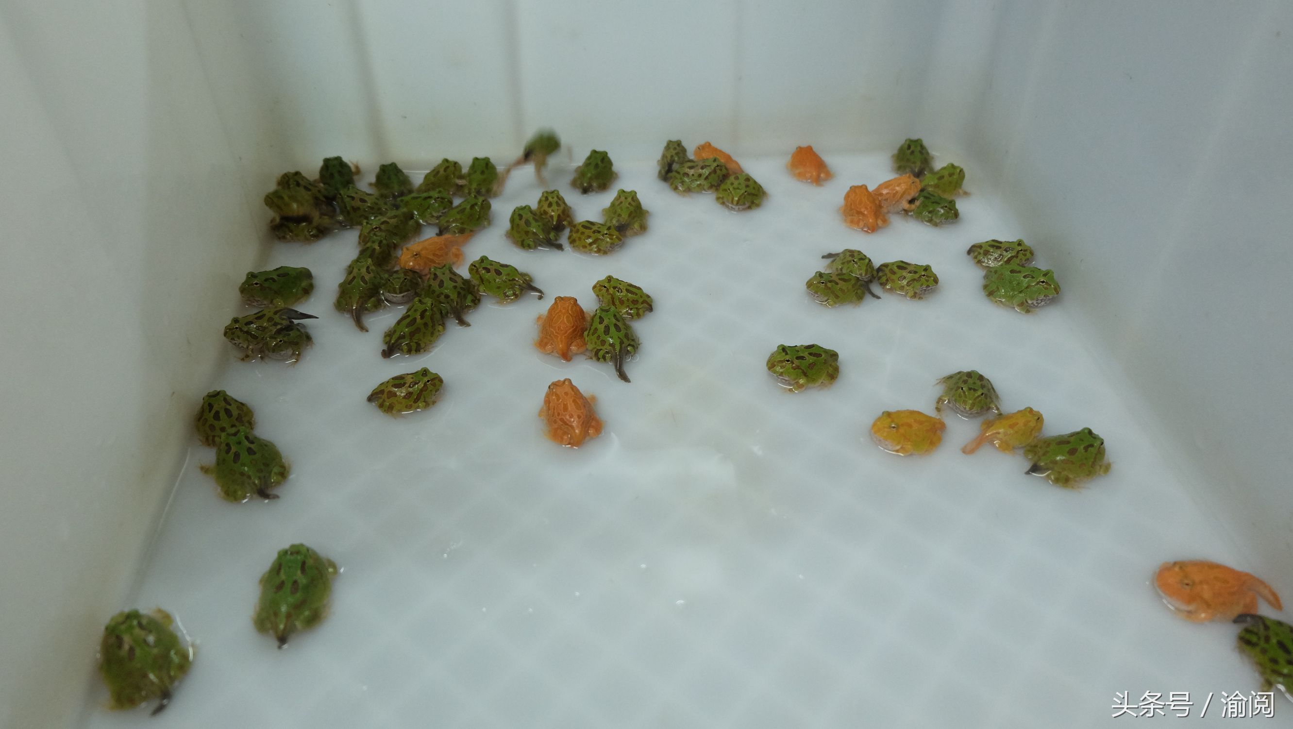 策划｜重庆崽儿养宠物蛙十年花近百万