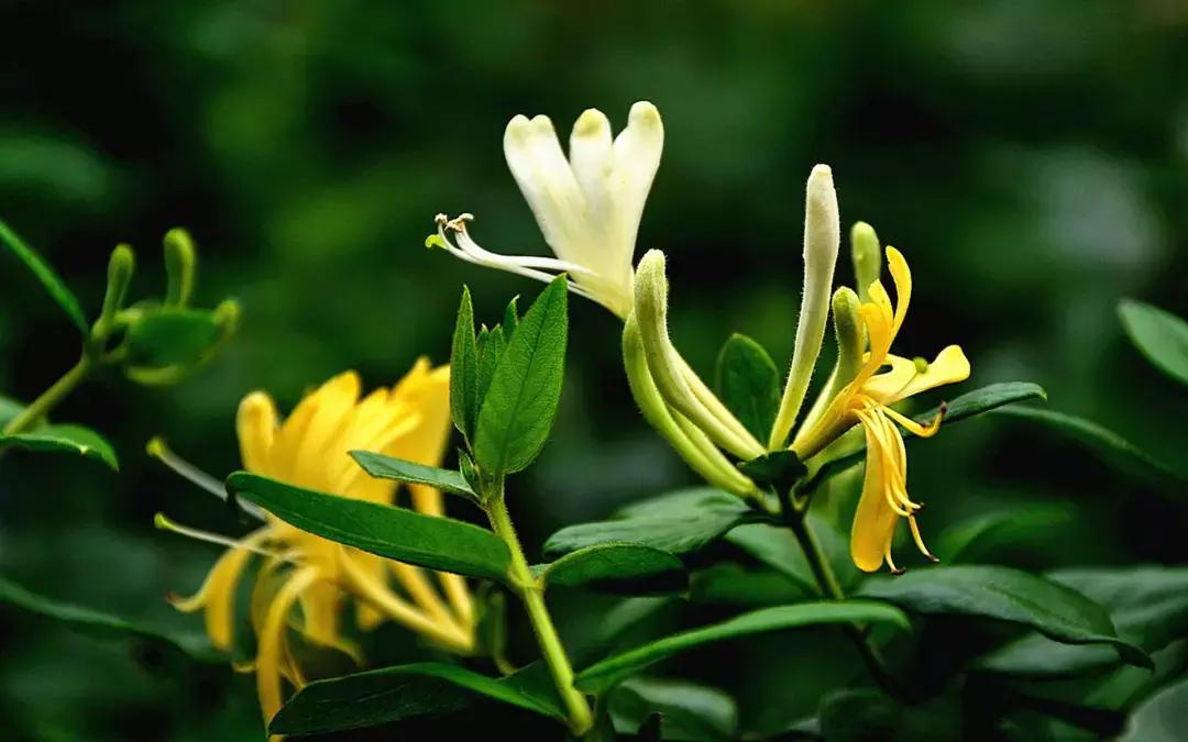 除去羊肉膻味的方法,去除羊肉膻味最好办法