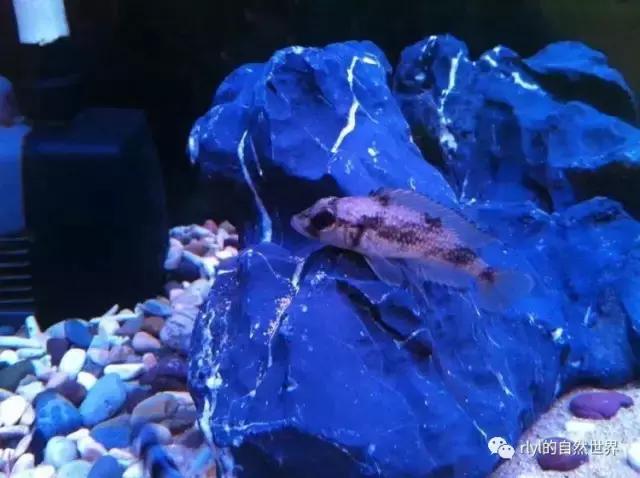 「鱼标本戏说非洲慈鲷」第二章：威严庄重的坦湖酋长——大型炮弹