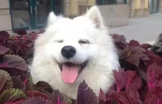 网上800块钱买了一只狗,在网上买了一只死了的狗