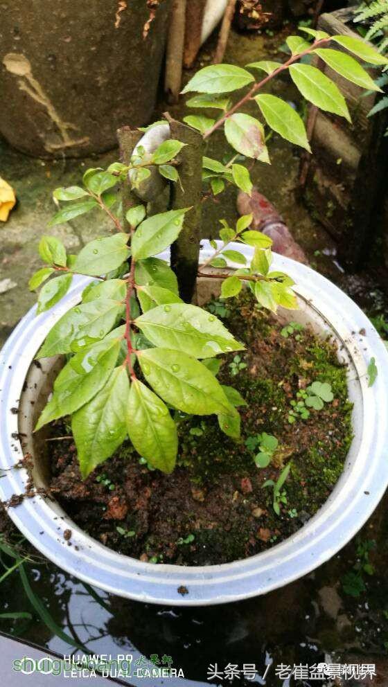 乌饭树做盆景教程,大叶乌饭树和小叶乌饭树都开花吗
