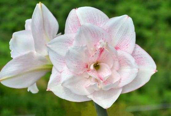 朱顶红种球怎么养才能快速变大,进口朱顶红先开花后长根的怎么养