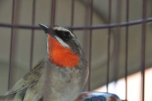 小型粘人的鸟类宠物有哪些,白领适合养什么宠物鸟类