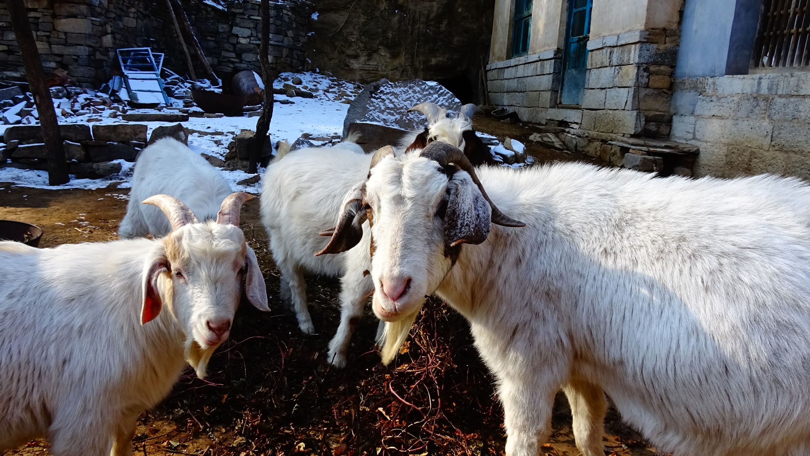 我的家在桃花峪：遇见青州窦家崖村的王老伯