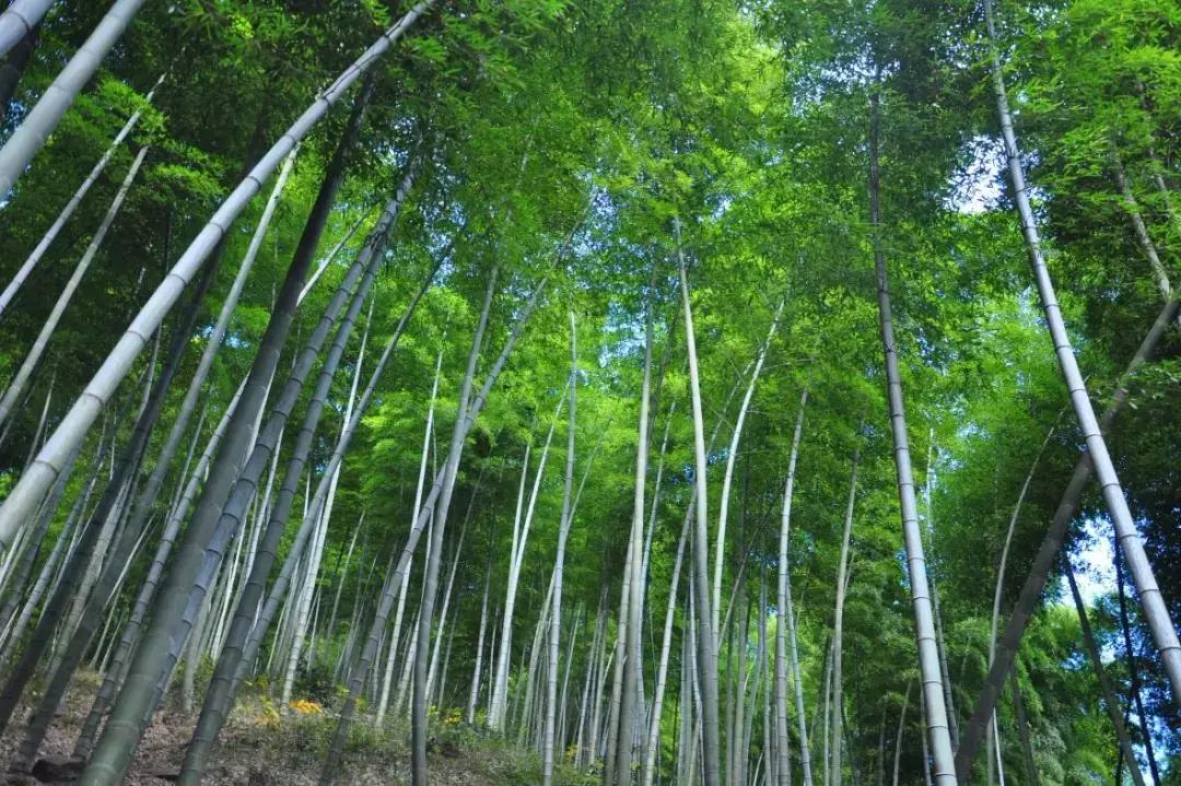 探一探海底世界，访一访竹林人家