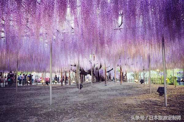 日本浪漫樱花之旅,日本樱花之旅