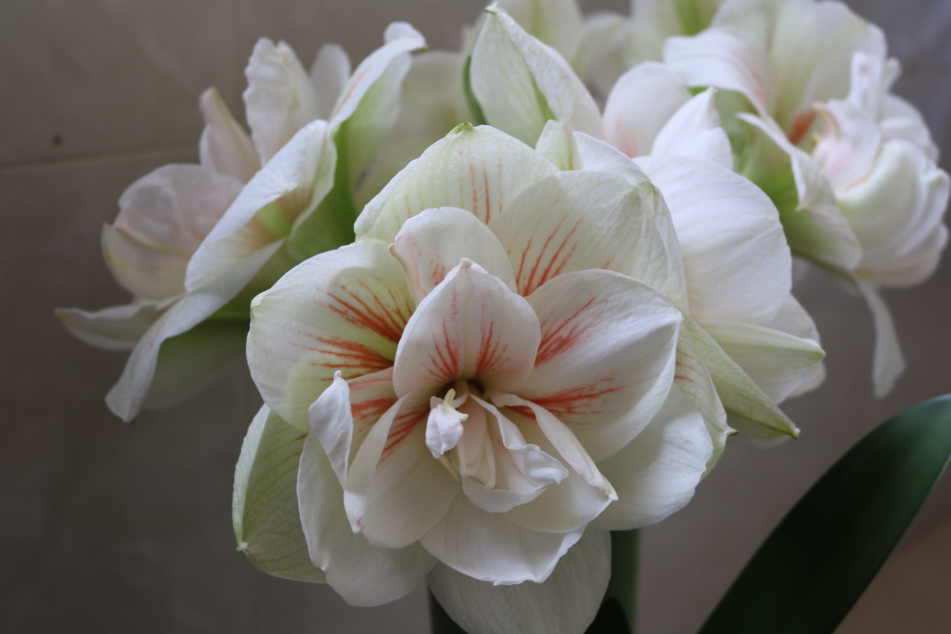 朱顶红2厘米小球要养多久开花,每天分享朱顶红养殖小常识