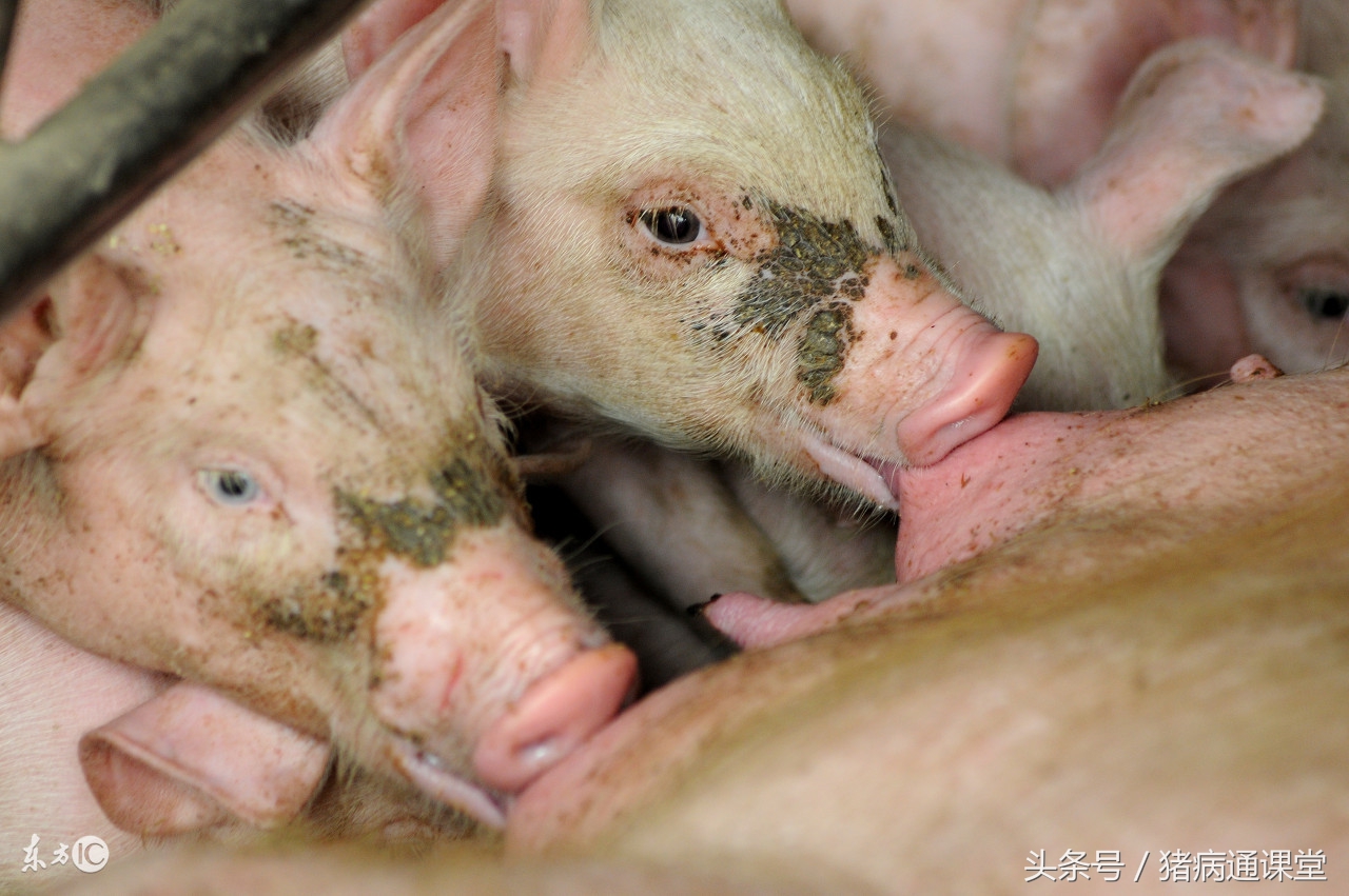 仔猪出现黄、白痢，和母猪保健没有做好有关系吗？